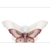 GREETING CARD White Moth