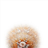 GREETING CARD Flowers of the Sun