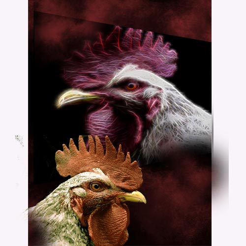 GREETING CARD Roosters