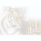 GREETING CARD Tiger Spirit