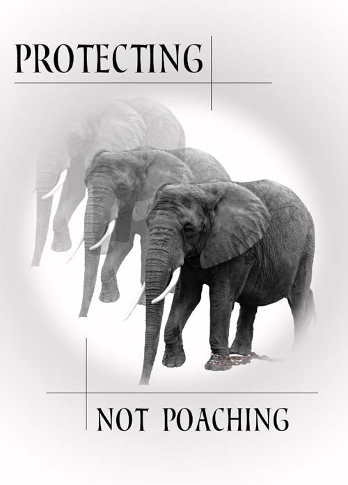 GREETING CARD Protecting Not Poaching