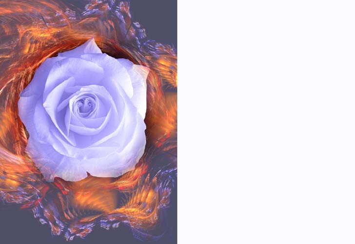 GREETING CARD White Rose – Zero Rising
