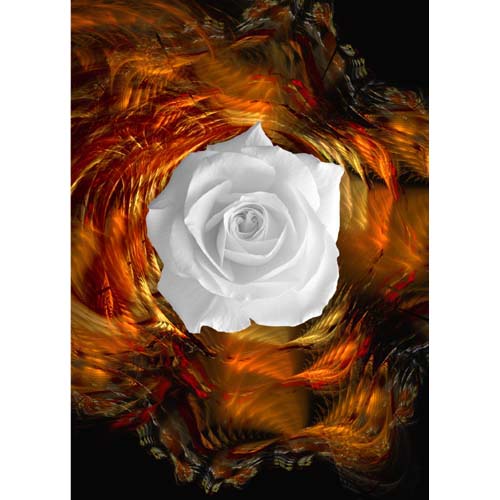 GREETING CARD White Rose