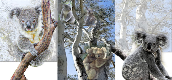 GREETING CARD TRI FOLD Cute Koalas