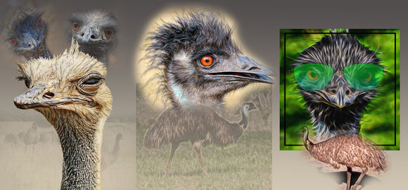 GREETING CARD TRI FOLD Emu Portraits